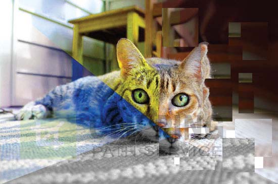 Color Grade Image Effect of a Cat