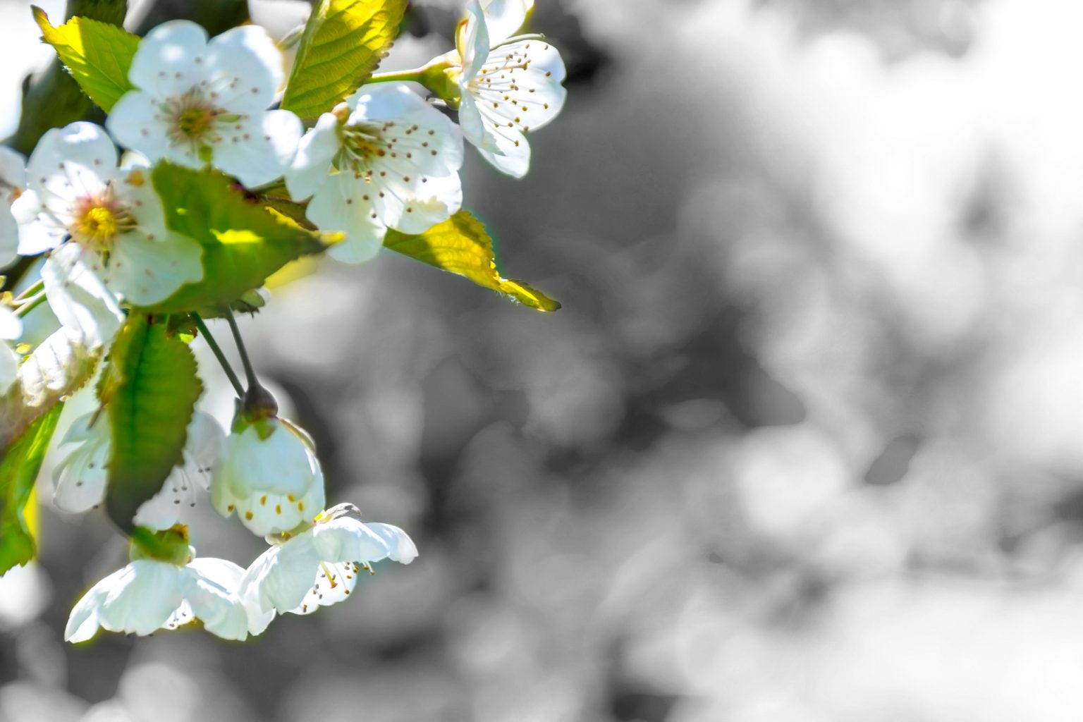 Some flowers are revealing through Black and white background