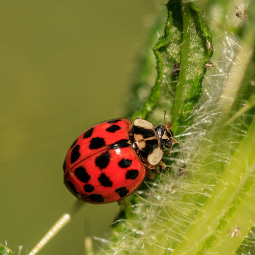 A ladybug crawling over leaves